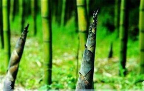 竹子生長速度 怎麼趕走蟬